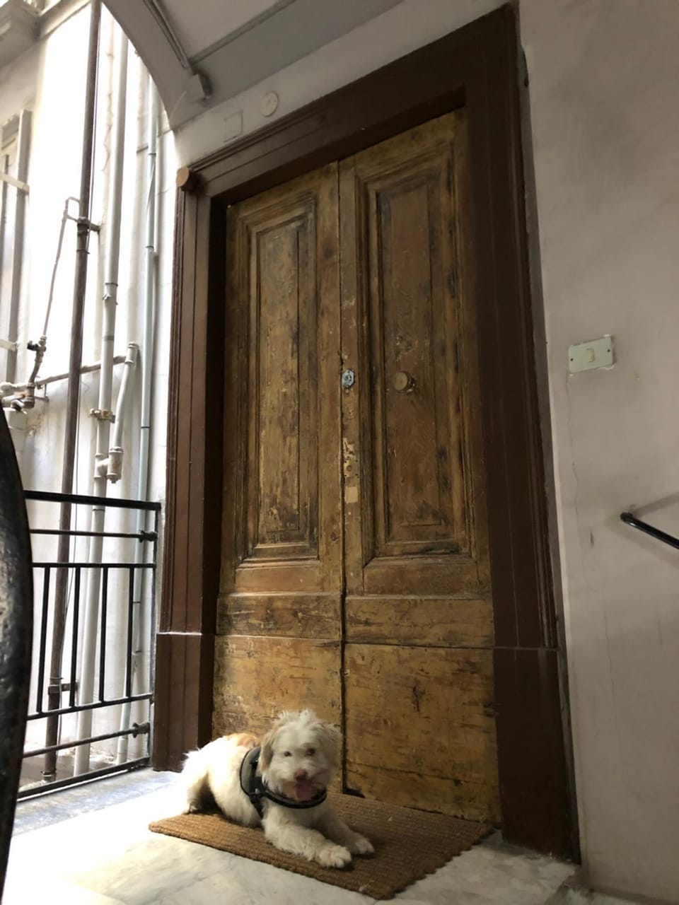 Facade/entrance, Pets