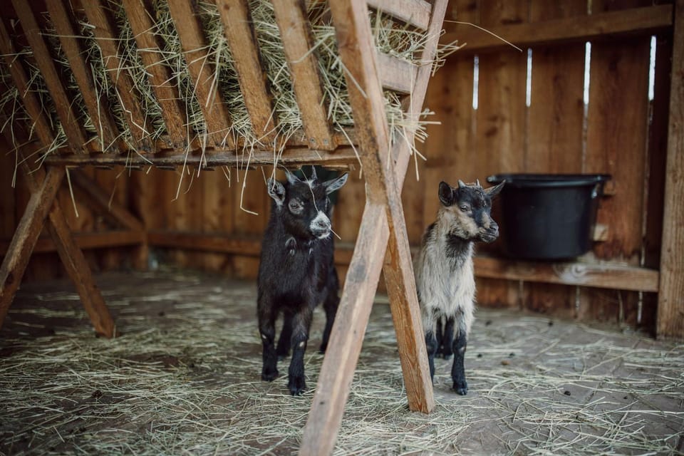 Animals