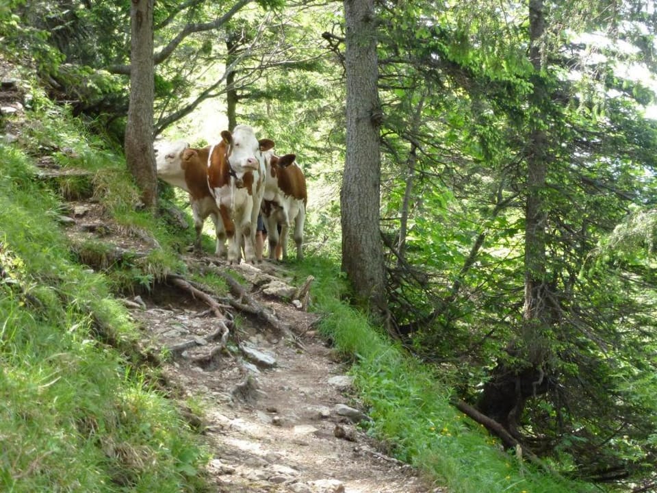 Ferienwohnungen Gästehaus Sonnenkreis Apartment in Ruhpolding