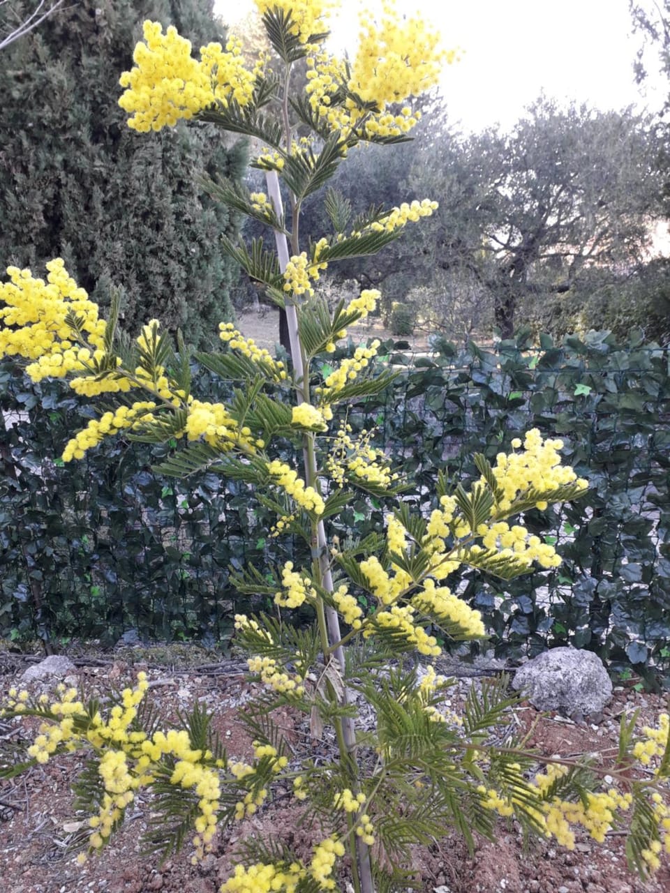 Spring, Natural landscape, Garden
