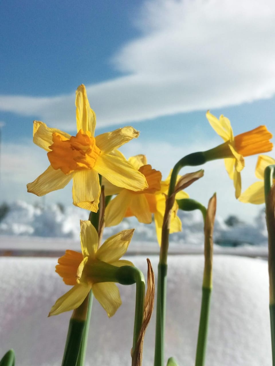 Spring, Decorative detail