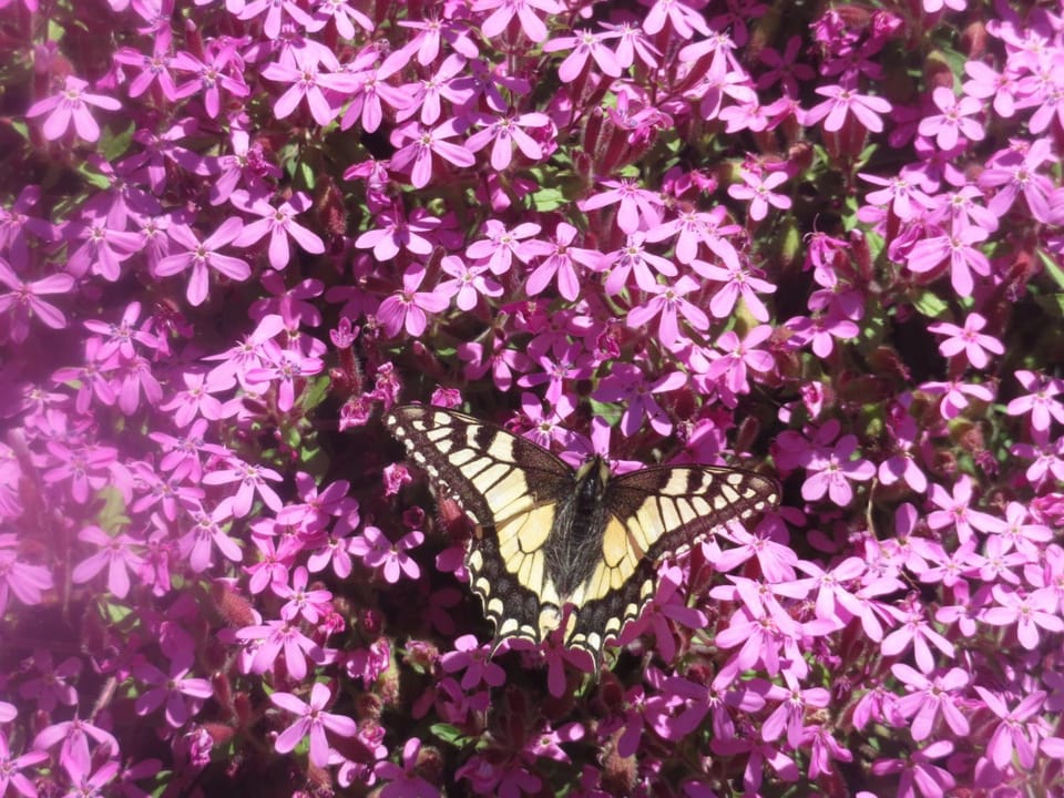 Garni Gimea Hotel in Canton of Grisons