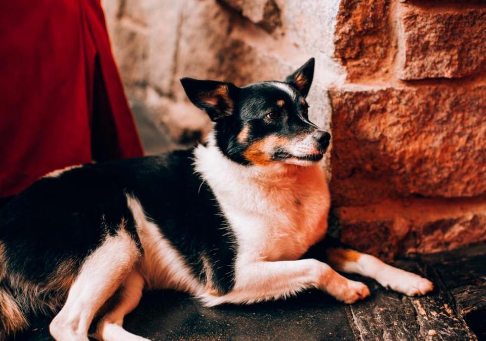 Property building, Restaurant/places to eat, Pets
