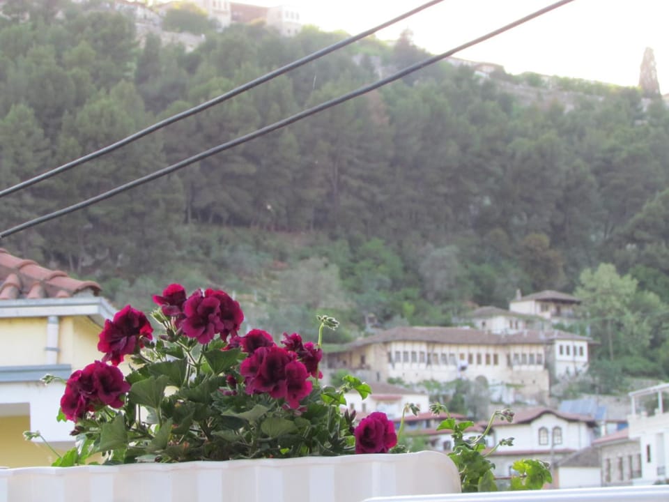 Apartment Koka Bed and Breakfast in Europe