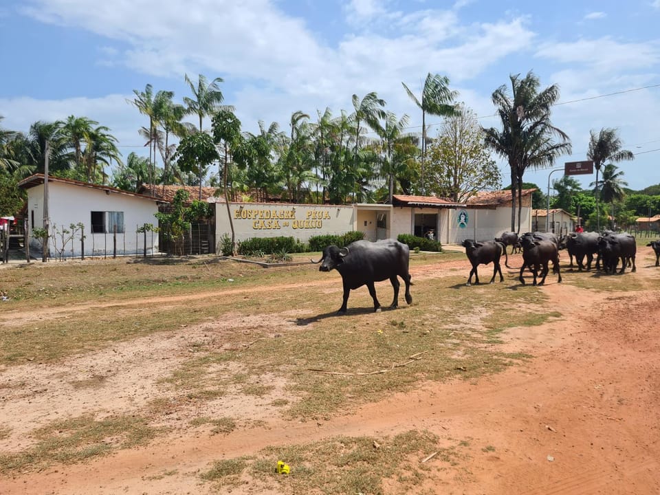 Day, Animals