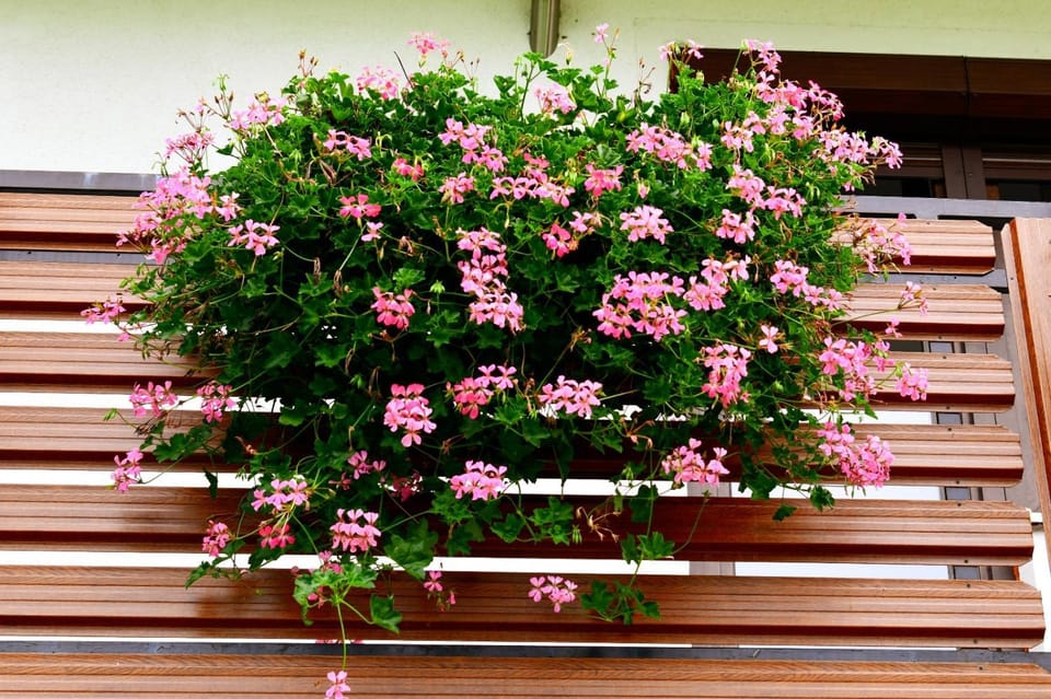 TOMLJANOVIĆ Bed and Breakfast in Jezerce