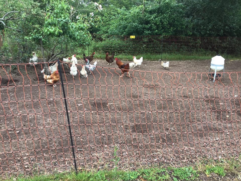 Animals