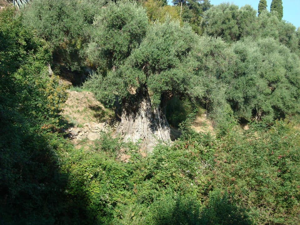 Natural landscape