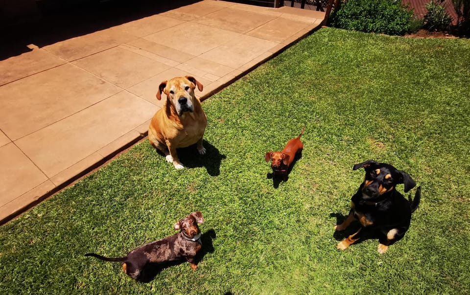 Animals, Pets