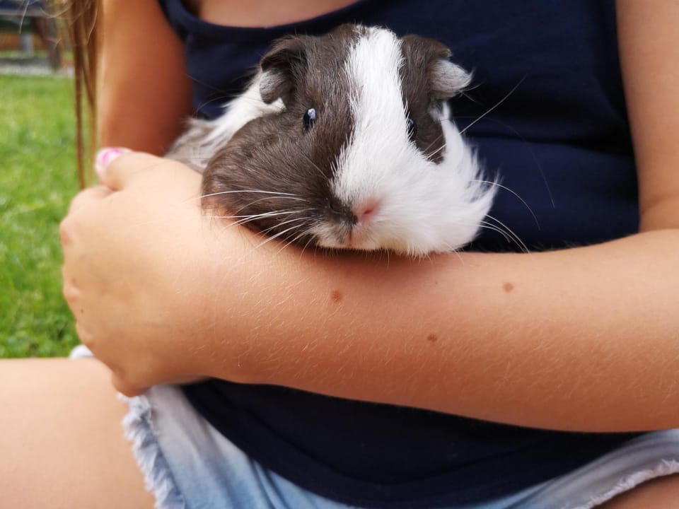 Haus Benedikt Apartment in Carinthia, Austria
