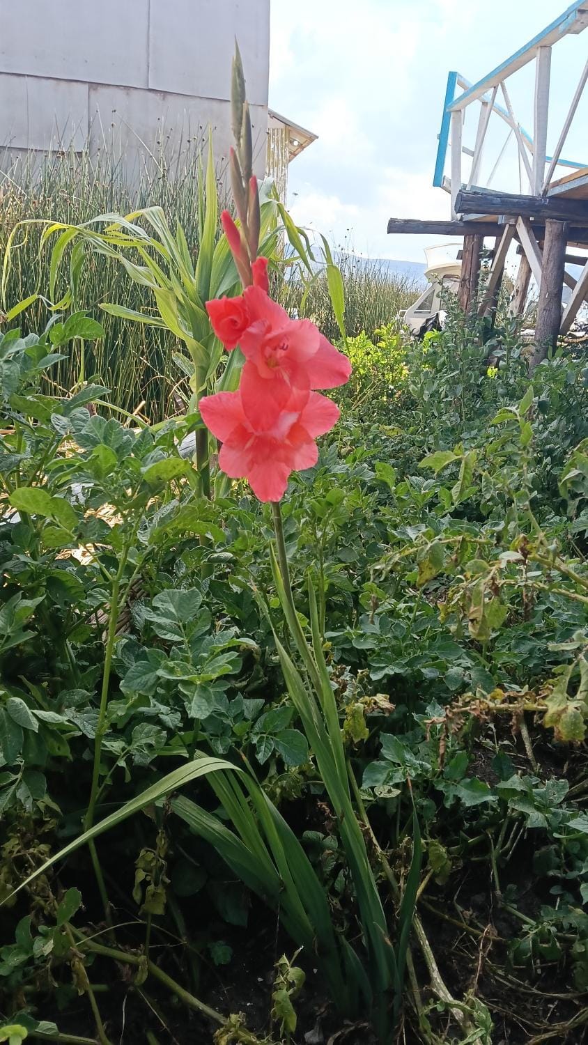 Uros Lodge Lover Vacation rental in Puno, Peru