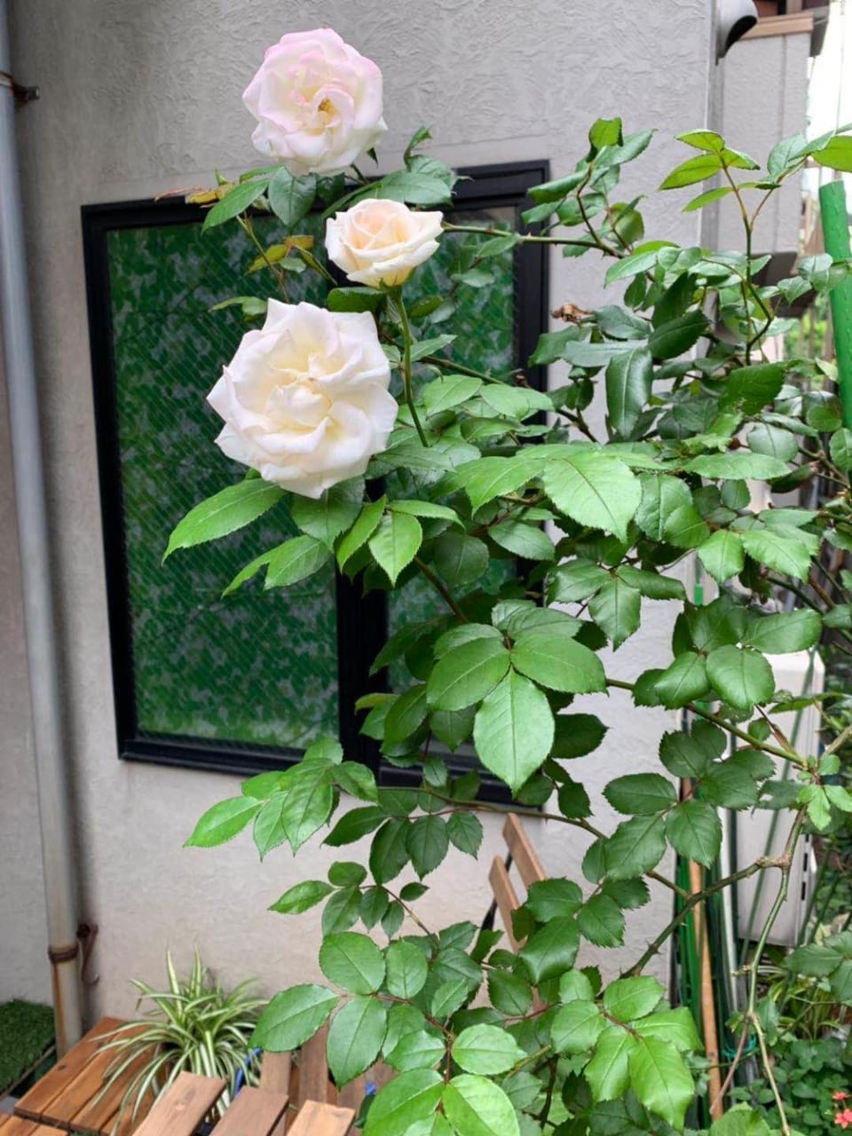 Day, Garden, Garden view