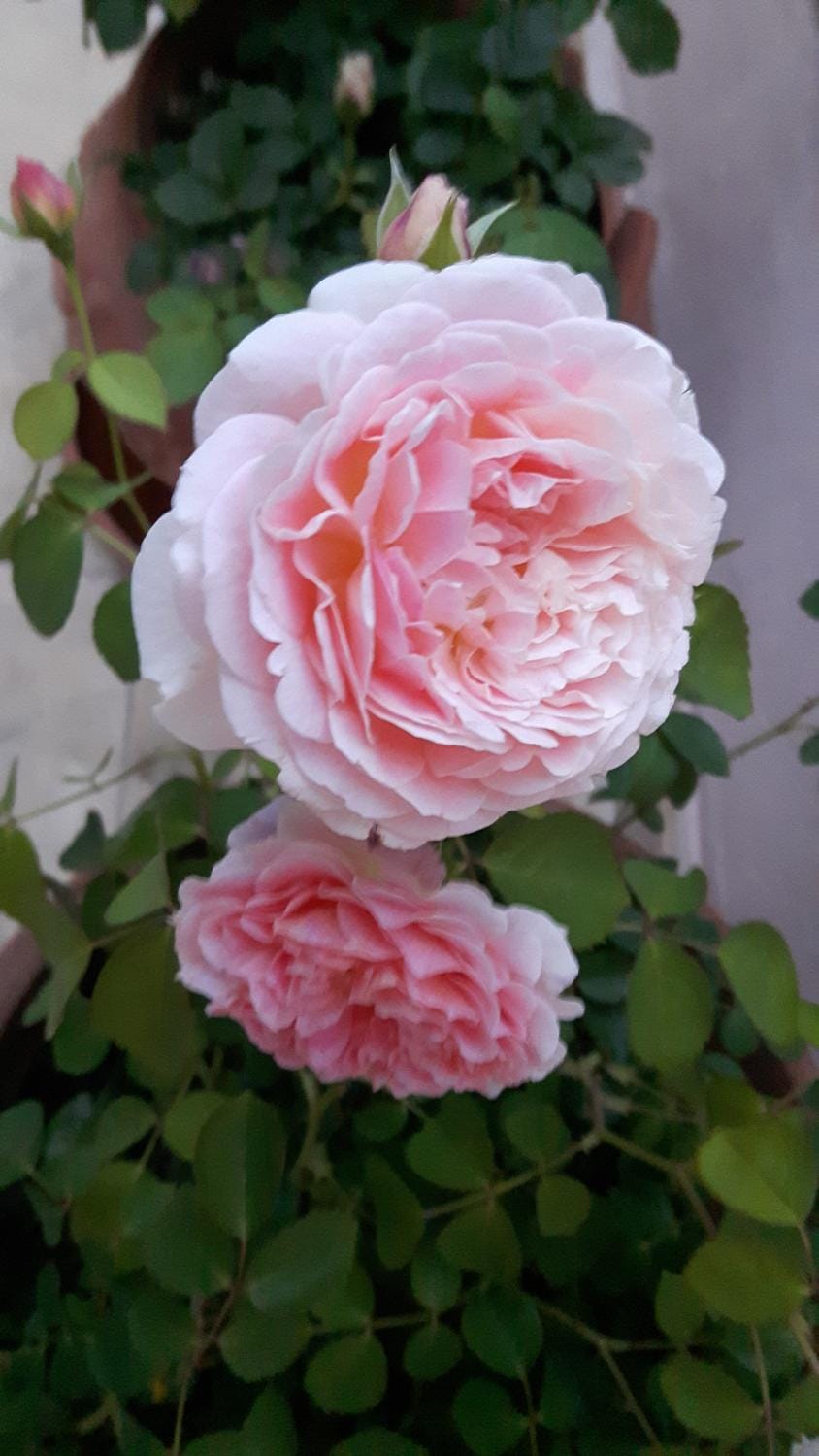 Casa Puccini B&B Maratea Bed and Breakfast in Maratea