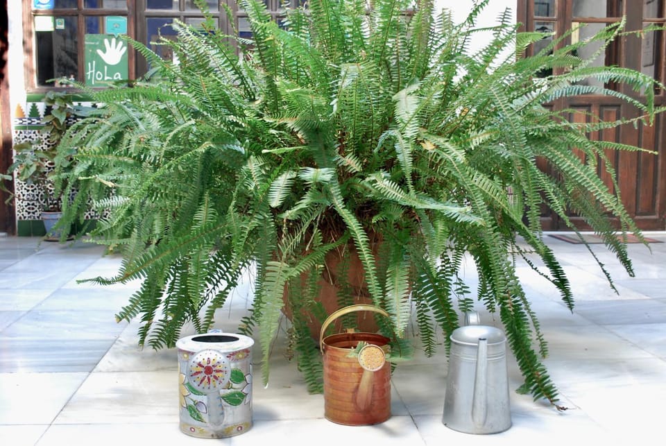 Patio, Garden