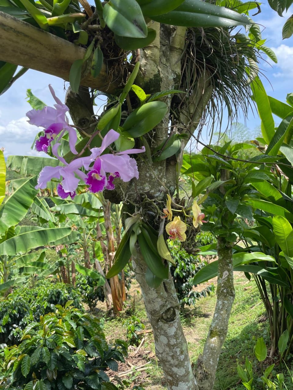 Hotel Boutique La Ceiba Bed and Breakfast in Quindio, Colombia