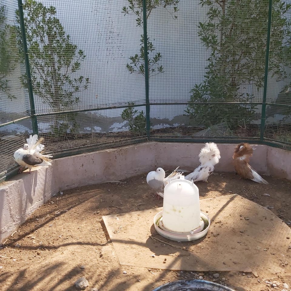 Al Maha Farm Country House in Ajman