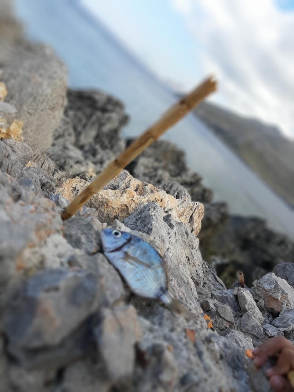 Finestra Azzurra Apartment in San Vito Lo Capo