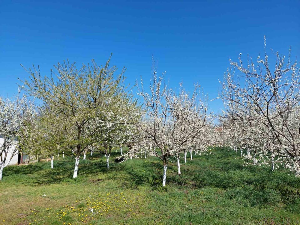 Spring, Garden, Garden view