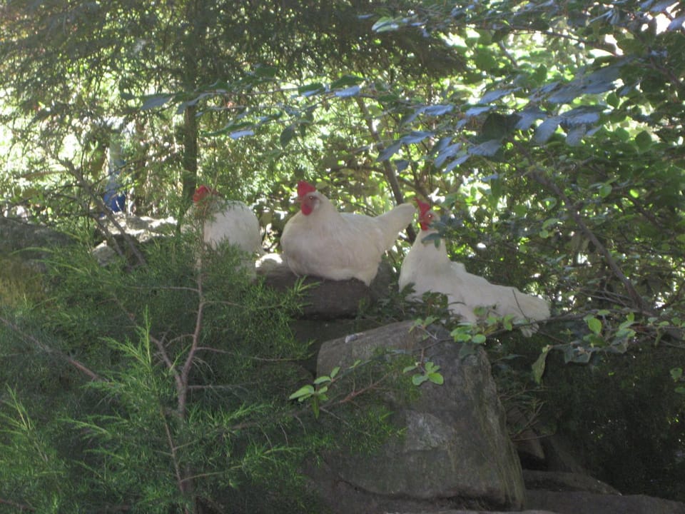 Animals