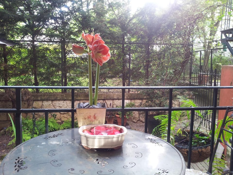 Garden, Balcony/Terrace