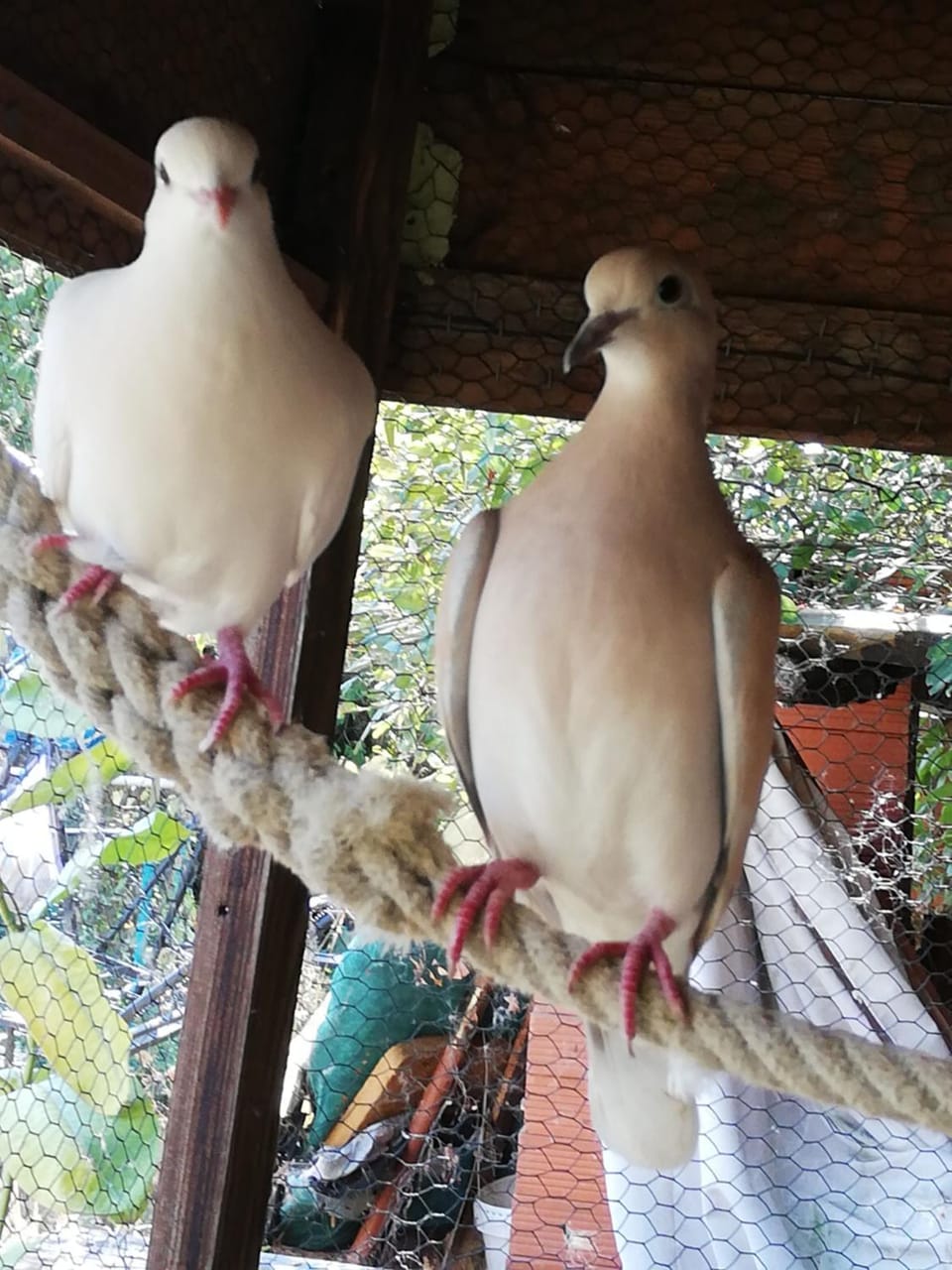 Pets