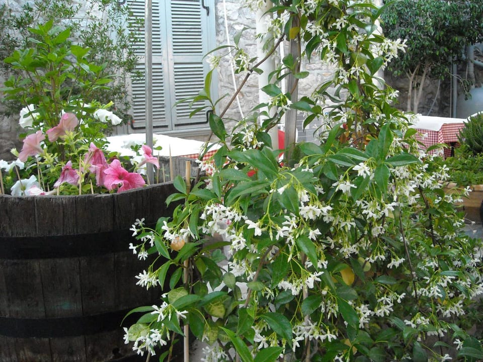 Day, Garden view