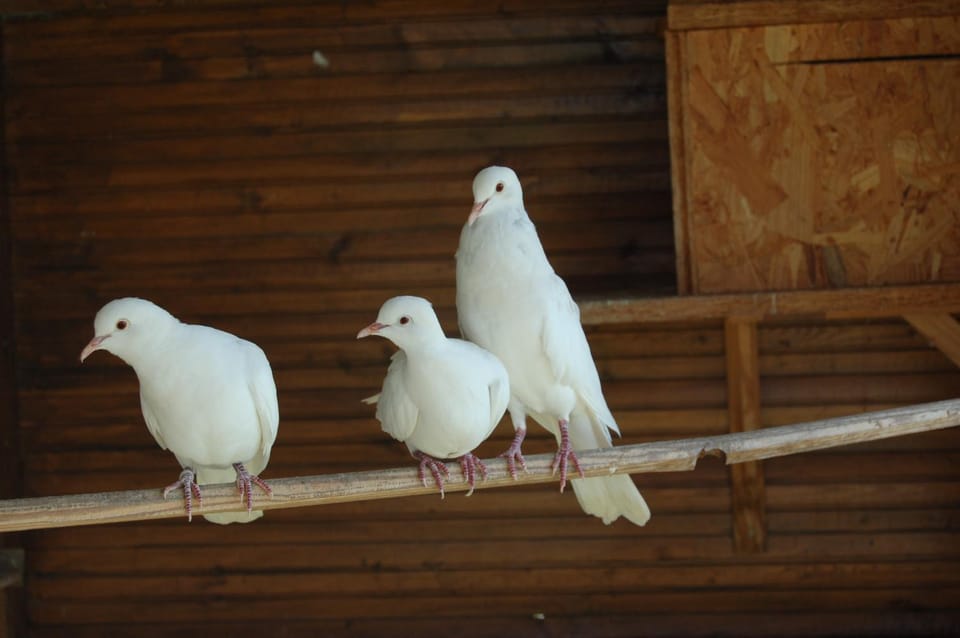 Animals