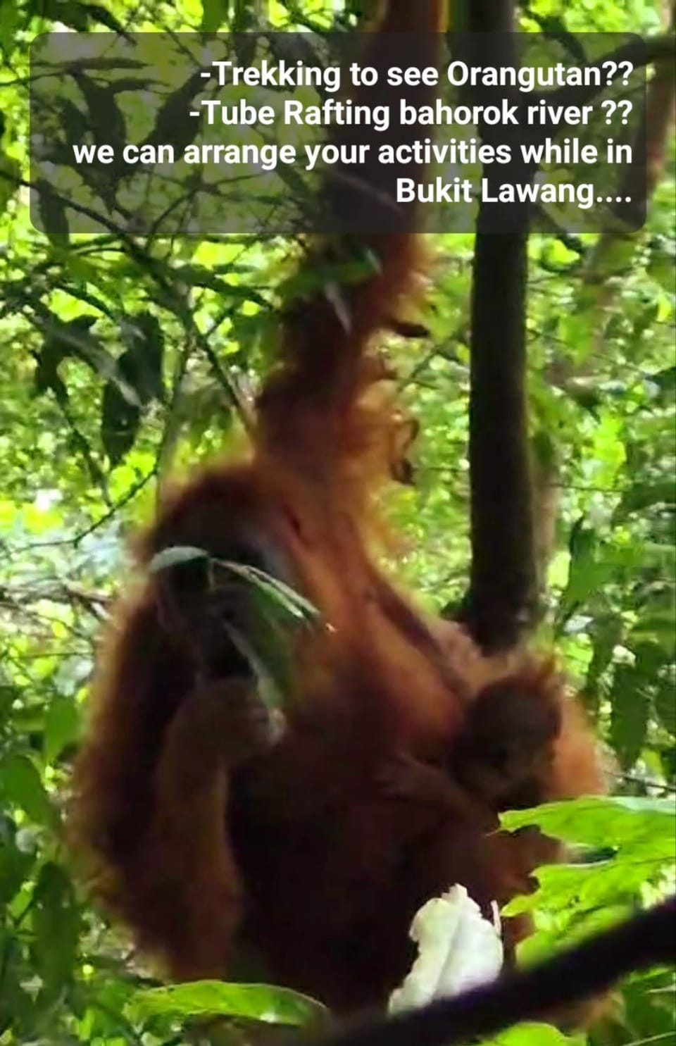 ETALAUSER Jungle Gate EcoResort Bukit Lawang Hotel in Indonesia