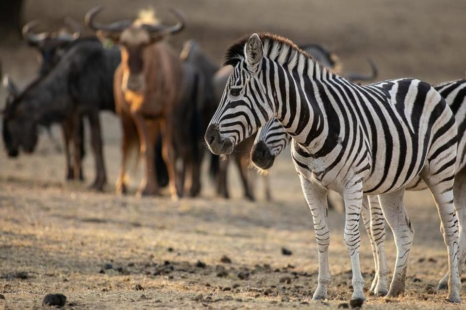 Animals