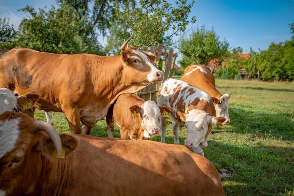 Animals