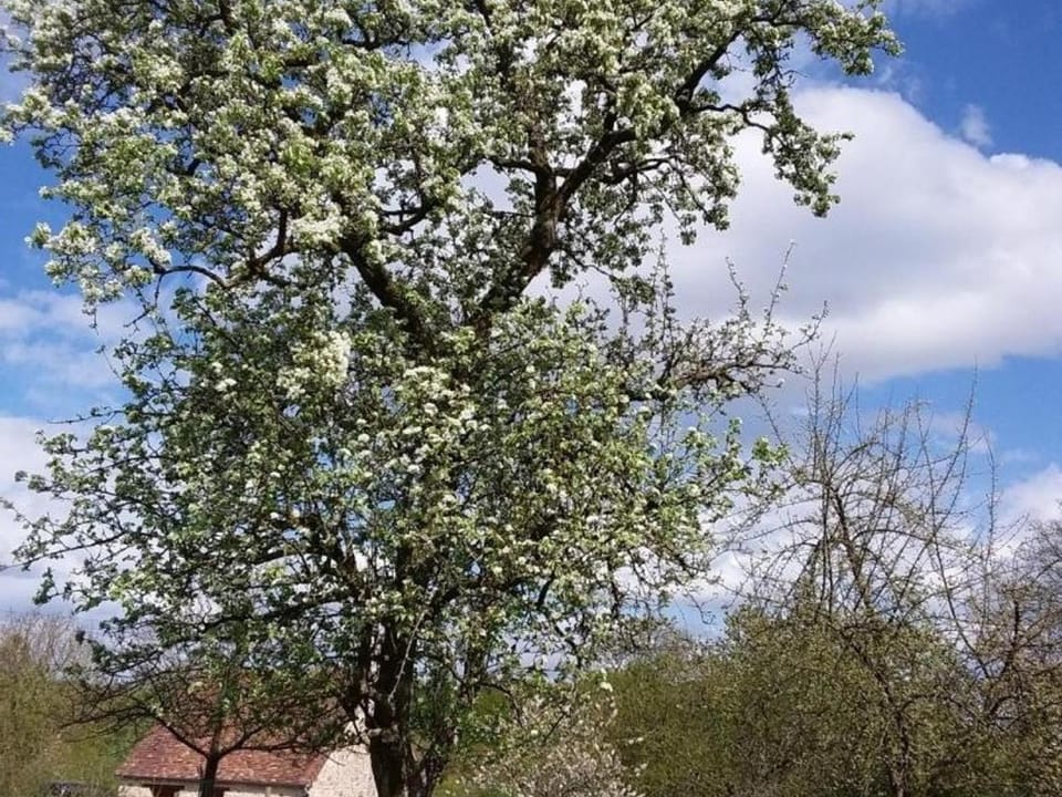 Maison ancienne restaurée avec poêle à bois et animaux admis - FR-1-497-15 House in Normandy