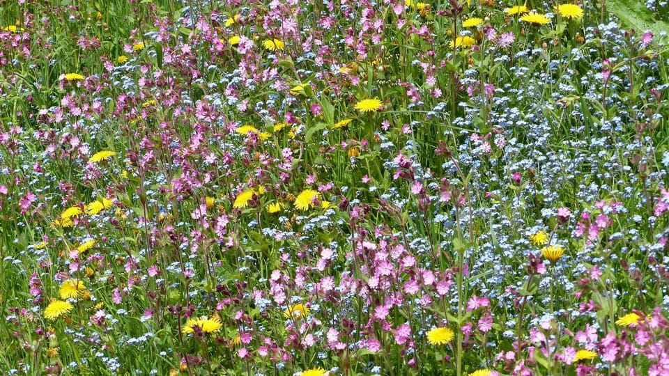 Spring