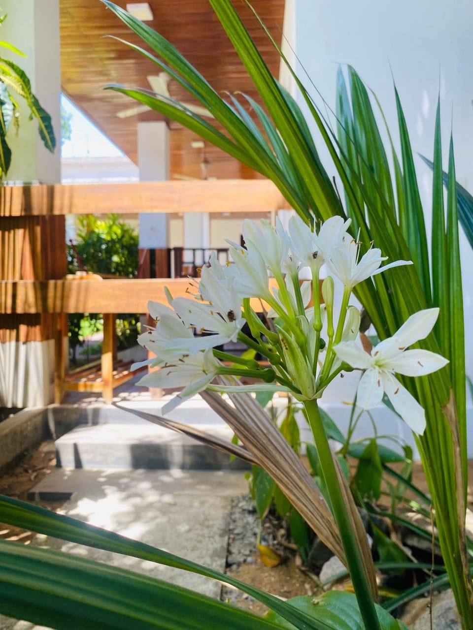 Spring, Day, Garden, Garden view