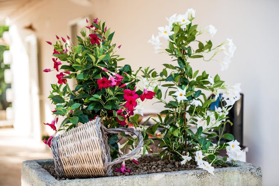 Patio, Garden
