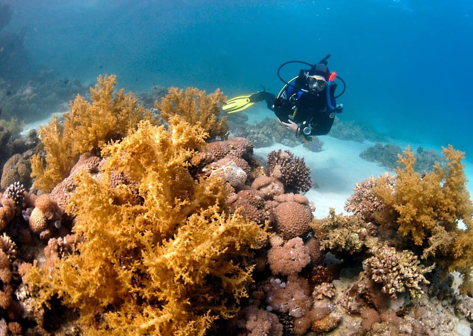 Staff, Day, Natural landscape, Snorkeling, Snorkeling, View (from property/room), Diving, Diving, Location