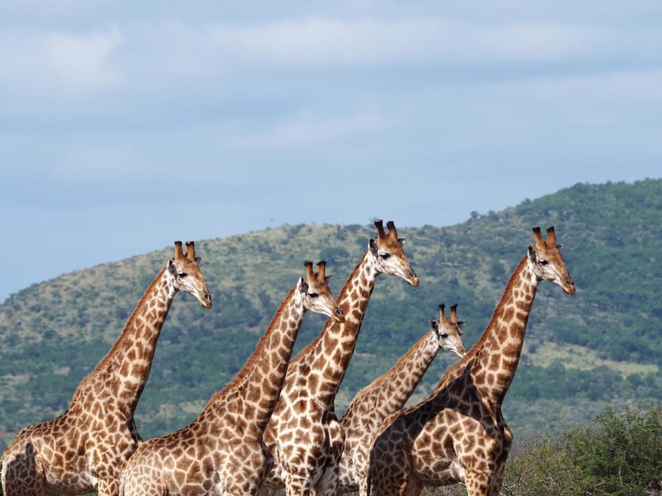 Animals