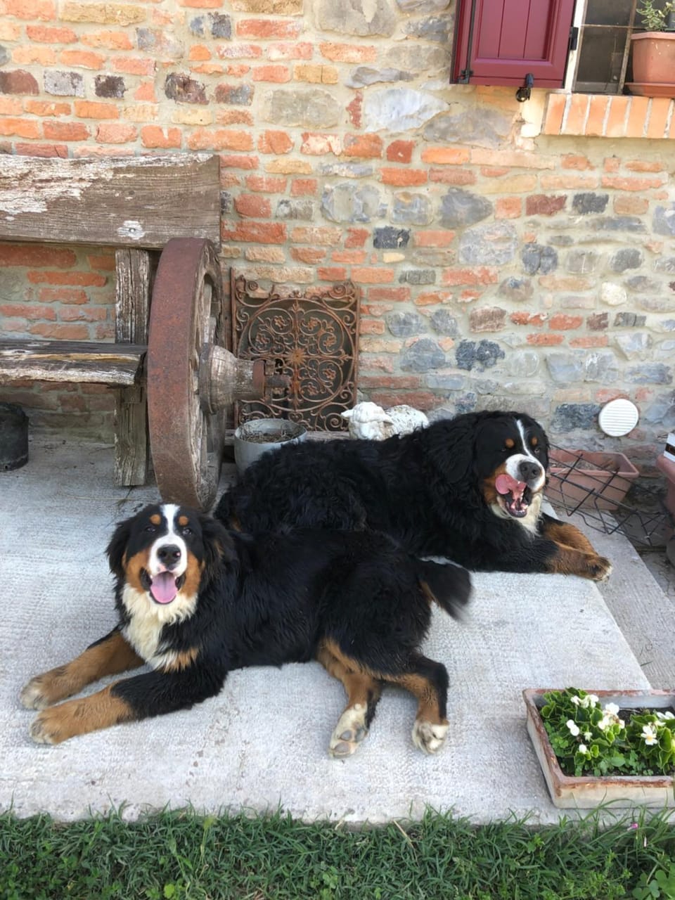 Animals, Pets