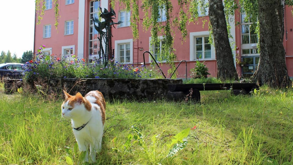 Property building, Animals, Pets, Entertainment
