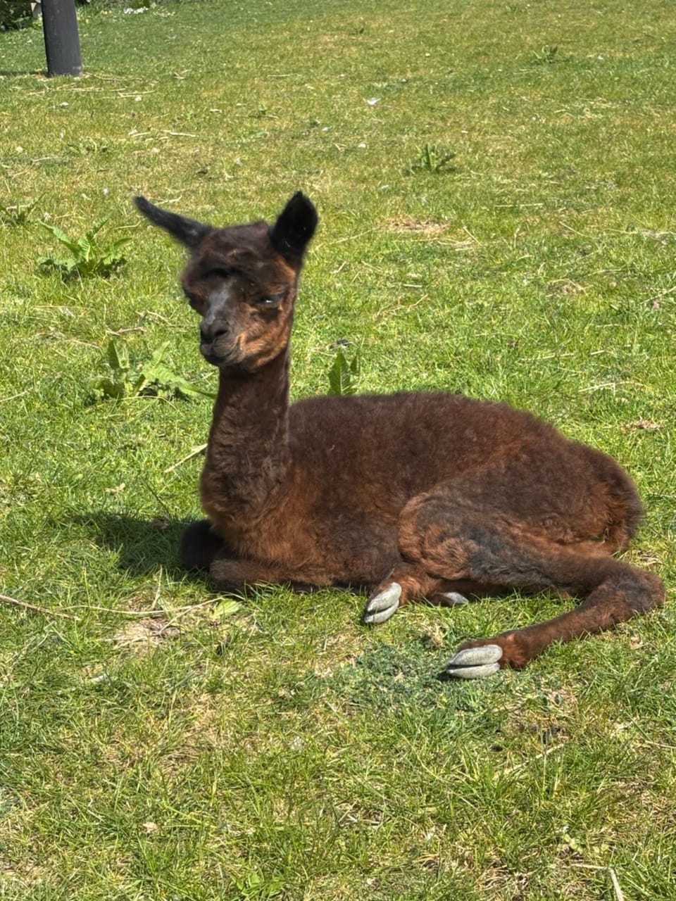 Property building, Day, Animals