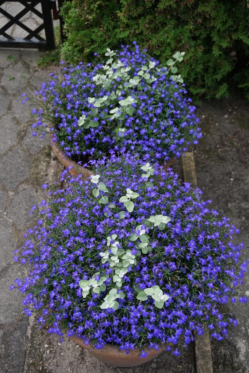 Apartamentai Vida Apartment in Palanga