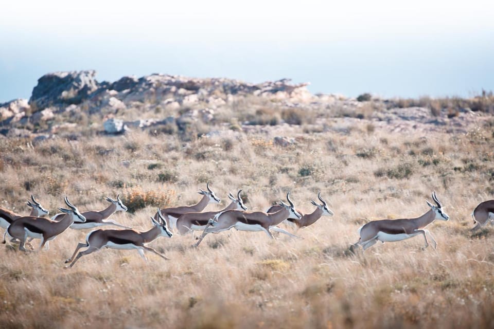 Natural landscape, Animals