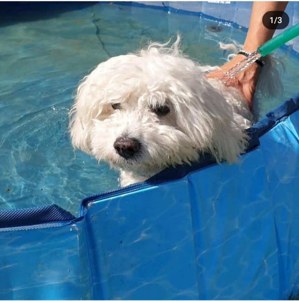 Pets, Swimming pool