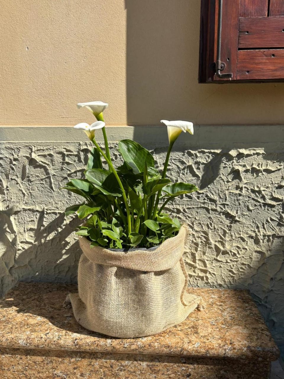 Patio, Garden, Garden view