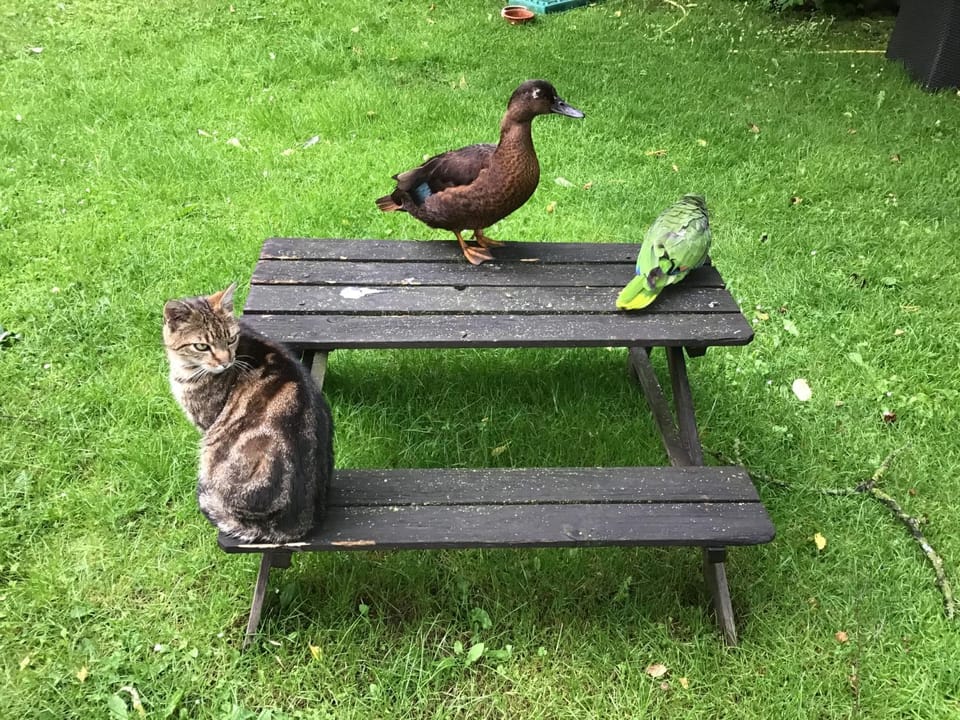Pets