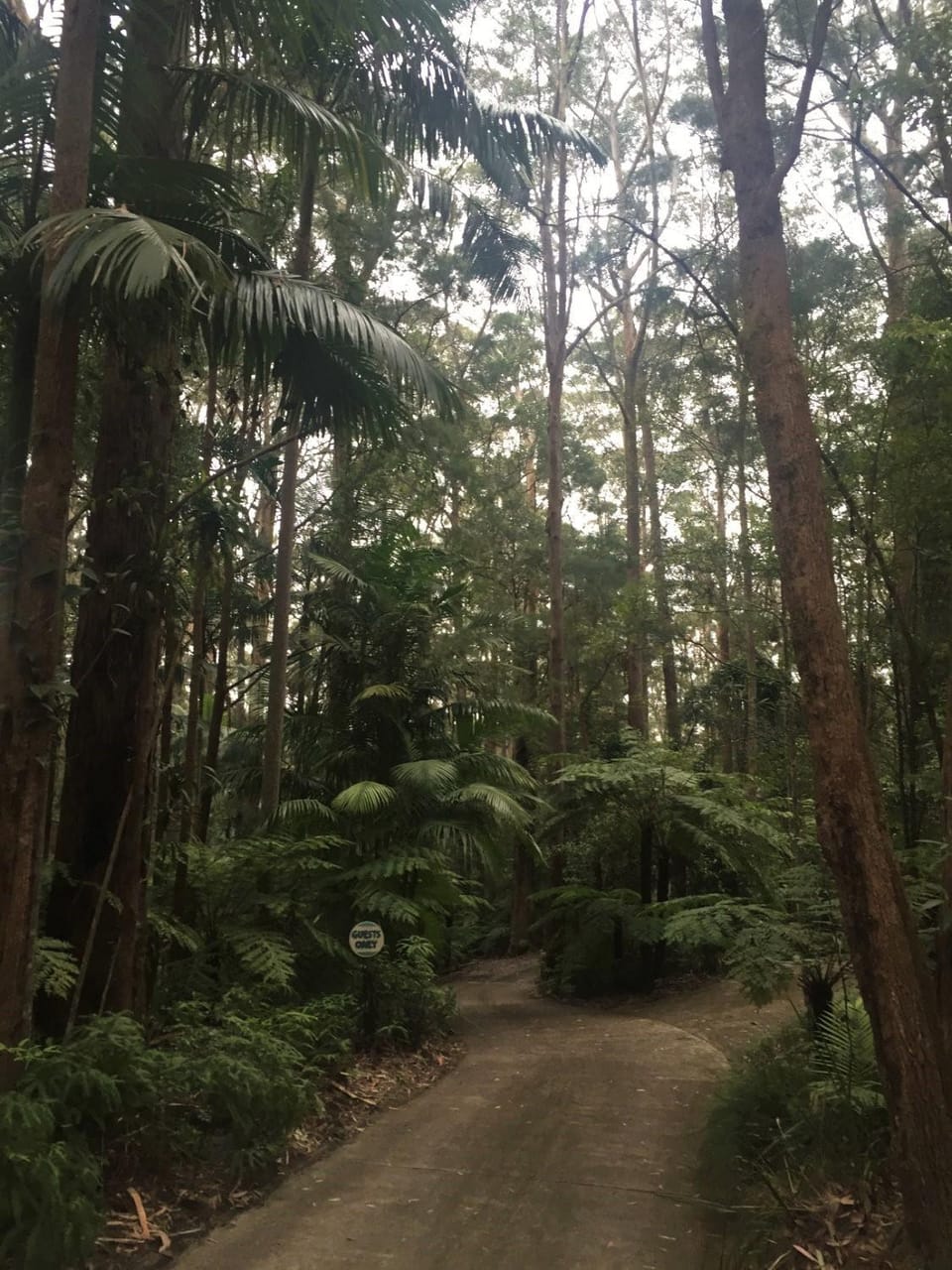 Springbrook Mountain Chalets Nature lodge in Springbrook