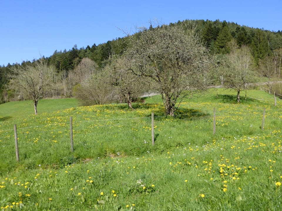 Ferienwohnung Bühler Apartment in Baden-Württemberg