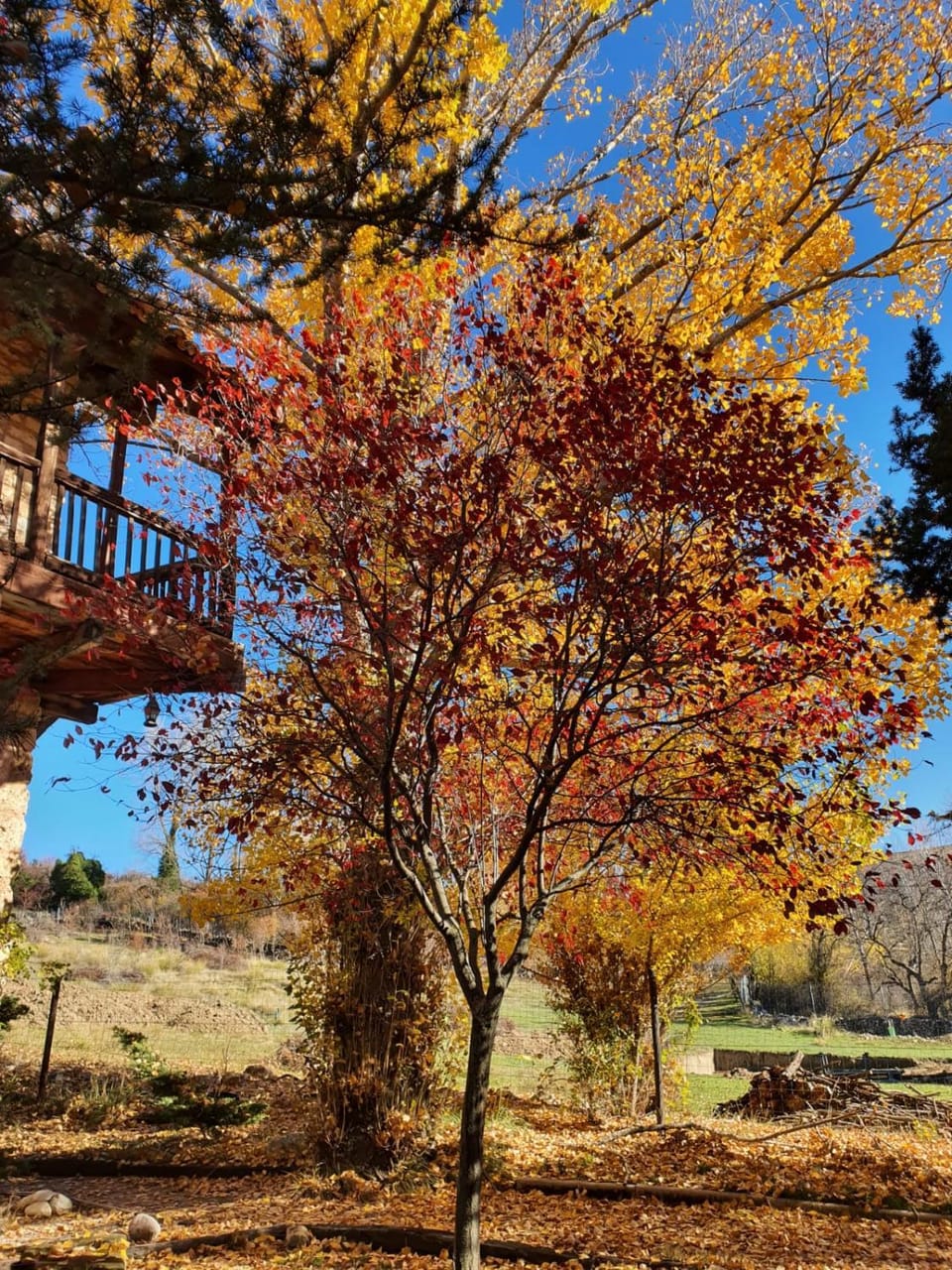 Garden, Garden view