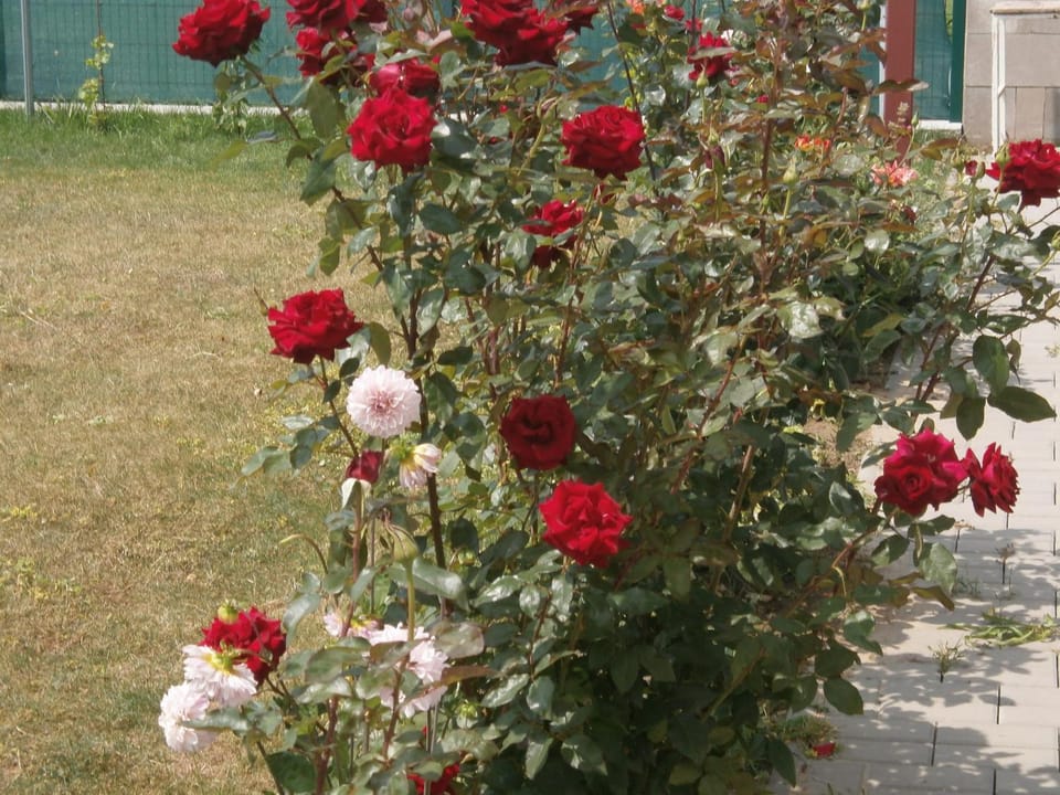 Apartmán GARDEN Apartment in South Moravian Region