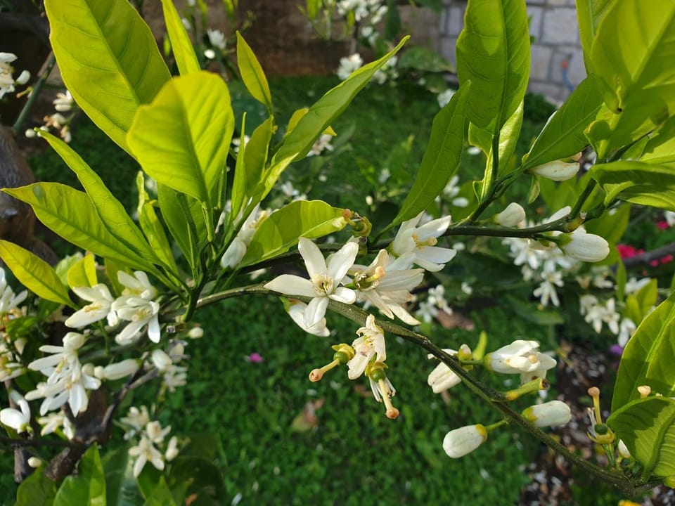 Day, Garden, Garden view