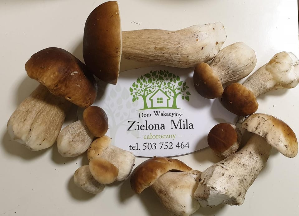 Zielona Mila Dom Wakacyjny House in Pomeranian Voivodeship